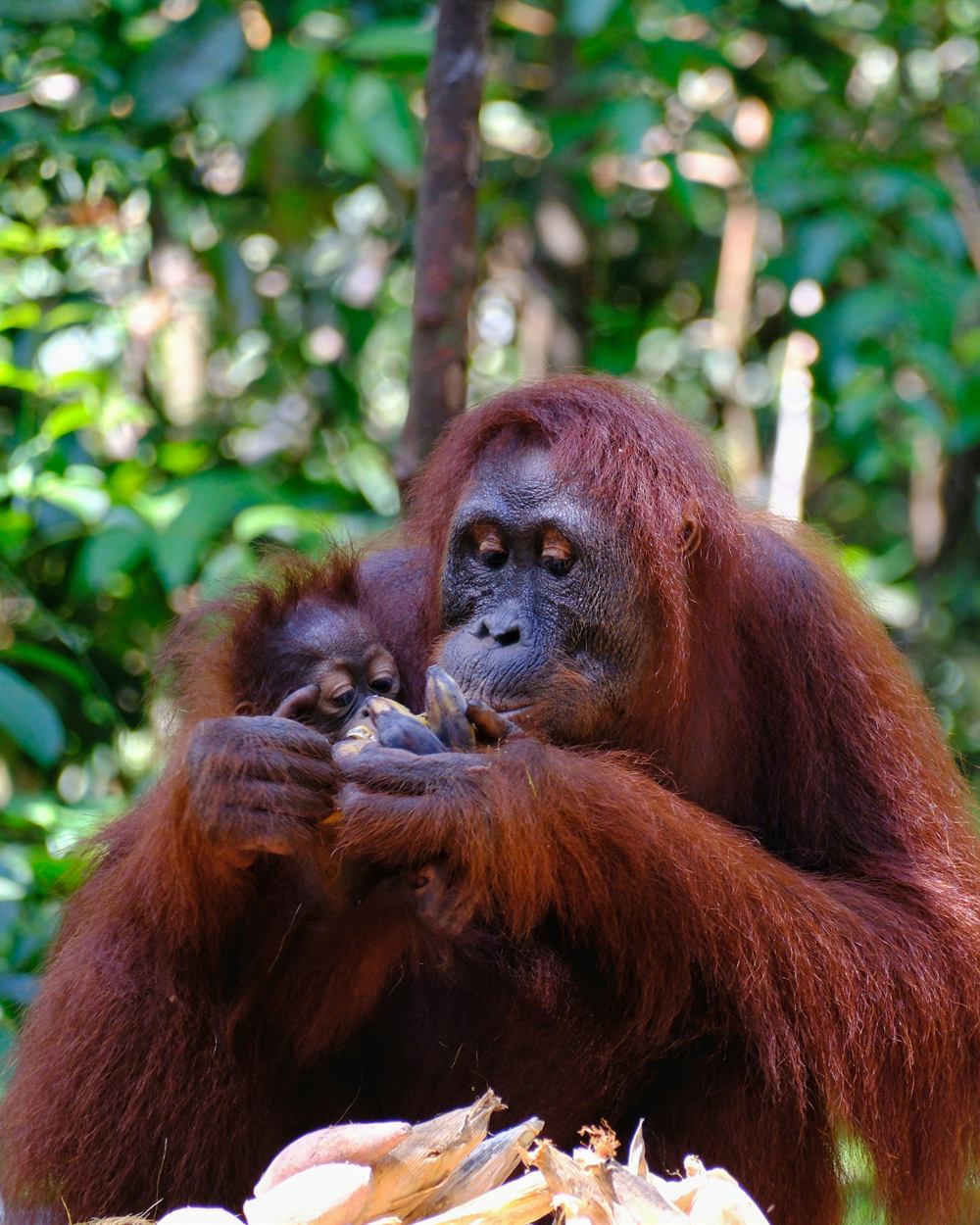 Orangutan di habitat hutan tropis